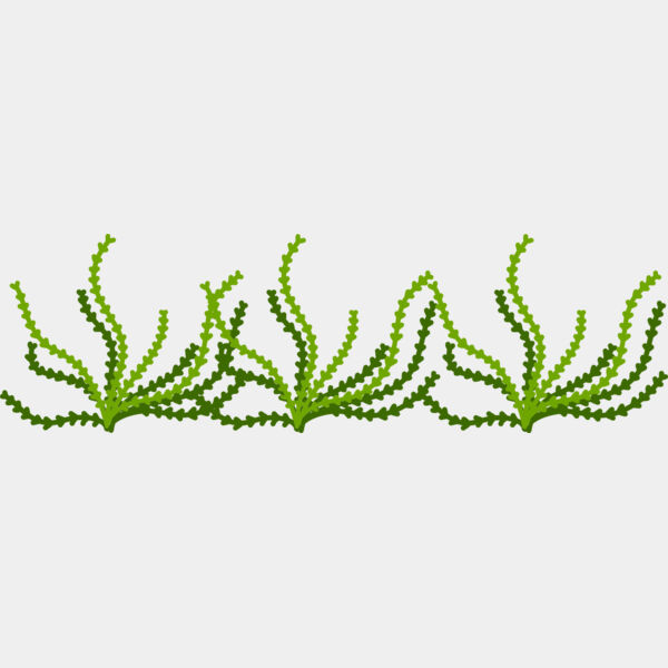 Sea Plant Thumbnail
